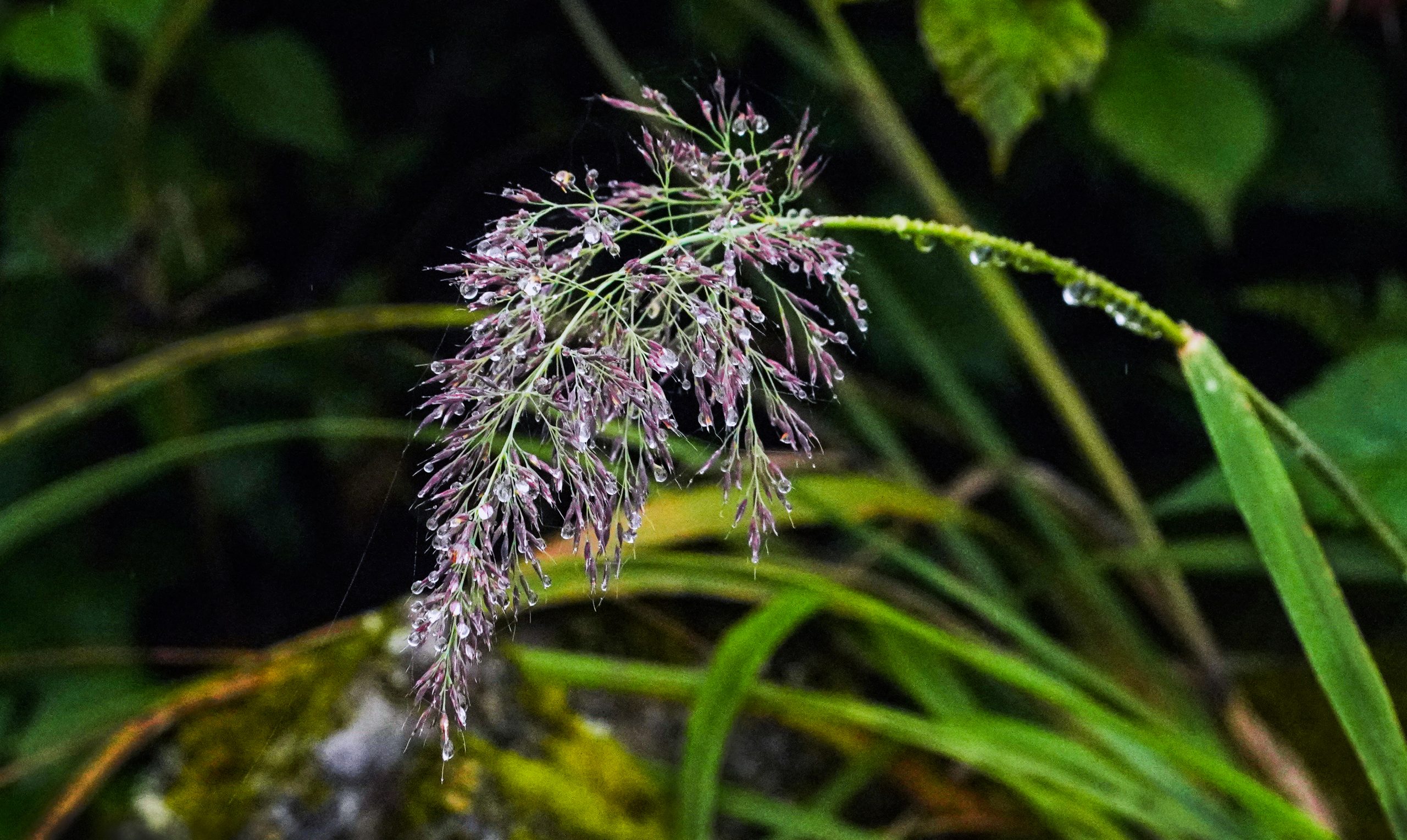 野青茅